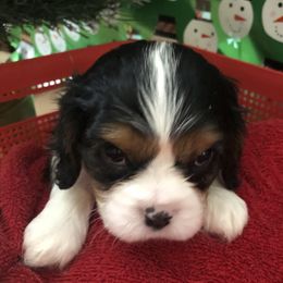Cavalier King Charles Spaniel All Grown Up from Cutie Pie Cavaliers