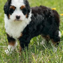Bernedoodle and Cavapoochon Puppies from This is Doodles