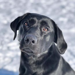 Annie - Labrador Retriever