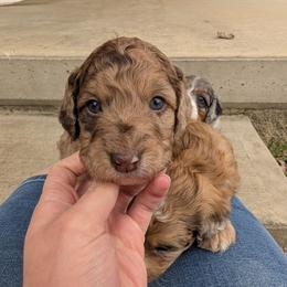 Lupine - Red merle male Aussiedoodle puppy in Meadville, Pennsylvania from Doodle Paws Pups