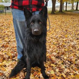 Kevlar🖤 - German Shepherd