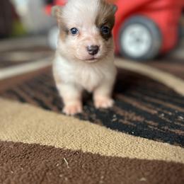Girl 5 (Moana) - Fawn female Pembroke Welsh Corgi puppy in Brazoria, Texas from Diamond Bar H