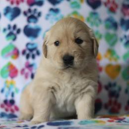 Golden Retriever Puppies from Golden Hour Golden Retrievers