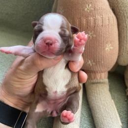 Piper - Red female Boston Terrier puppy in Tampa, Florida from Bayshore Boston Terrier’s