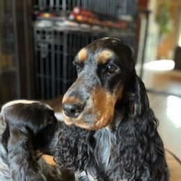 English Cocker Spaniels from MysticMoon ECS