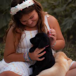 Labrador Retriever Puppies from UC Labradors