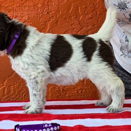 Leonberger and Spinone Italiano Puppies from Starfire Leonbergers and Spinone Italiano