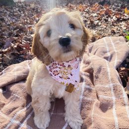 Cockapoo Puppies from Peach State Cockapoos