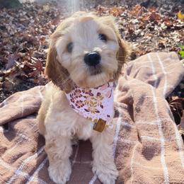 Cockapoo Puppies from Peach State Cockapoos