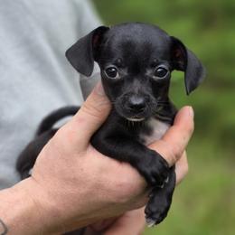 Mystic - Black male Chihuahua puppy in East Camden, Arkansas from RoyAl