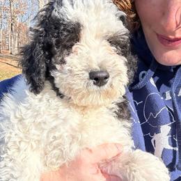 Ziggy - Cream male Whoodle puppy in Smallett, Missouri from Leshas Whoodles