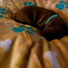 Turquoise Collar Boy - Red  male Goldendoodle puppy in Newark, New Jersey from Westmorelandislandpups