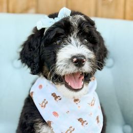 Augusta- Girl 4 - Tri-color female Bernedoodle puppy in Bellville, Ohio from Bernedoodle Buddies