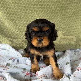 Cajun - Black and tan male Cavalier King Charles Spaniel puppy in Gonzales, Texas from Veach Cavaliers & Farm