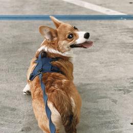 "Ramen (Litter 2/@ramenthecorgii)" Pembroke Welsh Corgi All Grown Up from H Patisserie Corgis