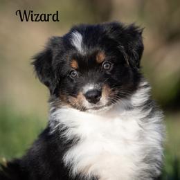 Wizard - Black tri-color male Australian Shepherd puppy in Benton City, Washington from Eventide Australian Shepherds
