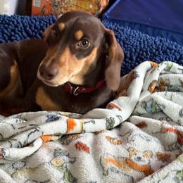 Schnitzel - Chocolate male Dachshund puppy in Salem, Oregon from Ide's of March Dachshunds