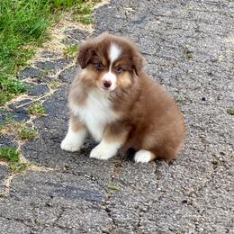 Rosie - Red tri-color female Miniature American Shepherd puppy in Hillsboro, Kentucky from Kidd’s Miniature American Shepherds