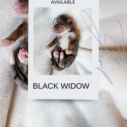 Black Widow - Blue merle female Bernedoodle puppy in Jackson, Missouri from Pincksten Family Doodles