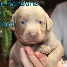 Labrador Retriever Puppies from Silver Dollar Labs