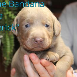 Labrador Retriever Puppies from Silver Dollar Labs