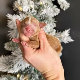 Cubano - Red male Australian Labradoodle puppy in Wamego, Kansas from Doodles of Oz