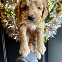 Bodhi - Red  male Goldendoodle puppy in Adolphus, Kentucky from Deerly Poodles
