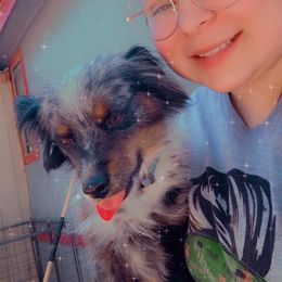 Miniature Australian Shepherd puppies from RNL Family Raised Pups