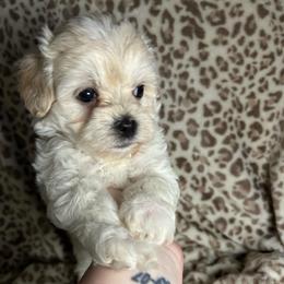 Kody - Apricot male Maltipoo puppy in Clover, South Carolina from Cudi’s Buddies