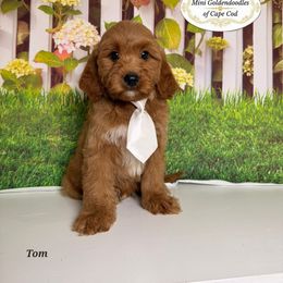Tom - Apricot male Goldendoodle puppy in Pocasset, Massachusetts from Mini Goldendoodles of Cape Cod