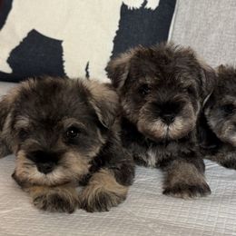 Girl 2 - Salt and pepper female Miniature Schnauzer puppy in Wildomar, California from My Angel Schnauzers