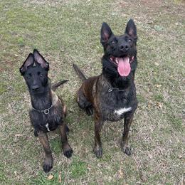 Belgian Malinois and xDutch Shepherd All Grown Up from Alliance K9