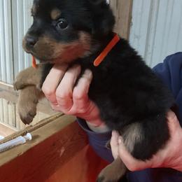 Girl 4 - Black and mahogany female Rottweiler puppy in Cartersville, Virginia from Vom Heldenhaft Rottweilers