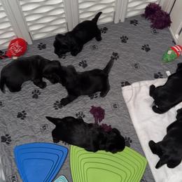 Canton - Black brindle male Scottish Terrier puppy in Mancelona, Michigan from Stefany Farm of Happiness