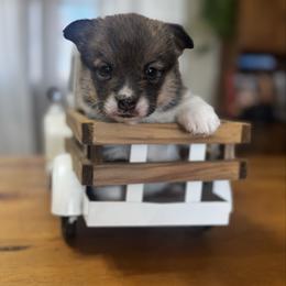 Turkey - Sable male Pembroke Welsh Corgi puppy in Sheldon, Missouri from Clearsky Corgis