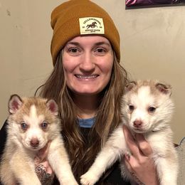 Siberian Husky Puppies from Feazell’s Siberian Huskies