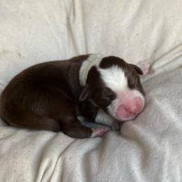 Ralph - Red tri-color male Australian Shepherd puppy in Grants Pass, Oregon from Carmel Mountain Aussies