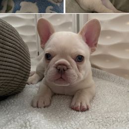 French Bulldog Puppies from House of Frenchiez