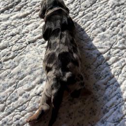 Dachshund Puppies from Little Doxie Farm