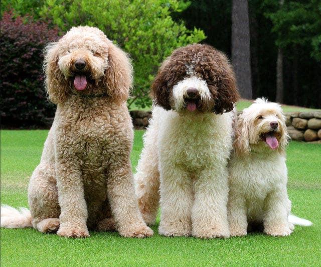 Classic City Labradoodles in Australian Labradoodle puppies Good Dog