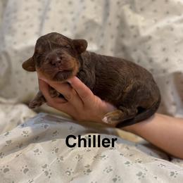 Chiller - Tri-color male Australian Labradoodle puppy in Alamo, Texas from QuiSal Labradoodles