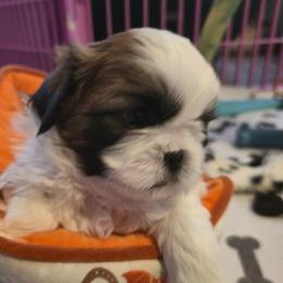 Neli - Tricolor female Shih Tzu puppy in Filer, Idaho from Shih Tzu Kennels