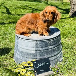 Cooper - Dachshund