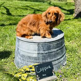Cooper - Dachshund