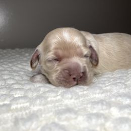 Cocker Spaniel Puppies from Brooks House Cocker Spaniels