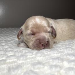 Cocker Spaniel Puppies from Brooks House Cocker Spaniels