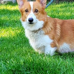 Daisy - Pembroke Welsh Corgi