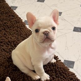 Igor - Cream male French Bulldog puppy in Boyne City, Michigan from Gichigami French Bulldogs