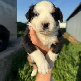 Benny - Black tri male Miniature Australian Shepherd puppy in Marion, Michigan from Highland Hills Mini Aussies