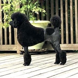Yiska - Poodle